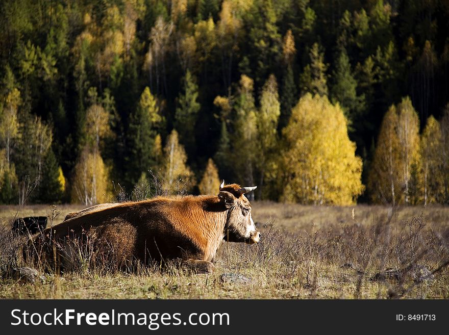 Cow lying in the grass in a forest.