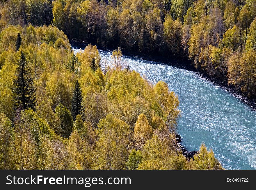 A river is surrounded by the birch forest on the mountain. A river is surrounded by the birch forest on the mountain.