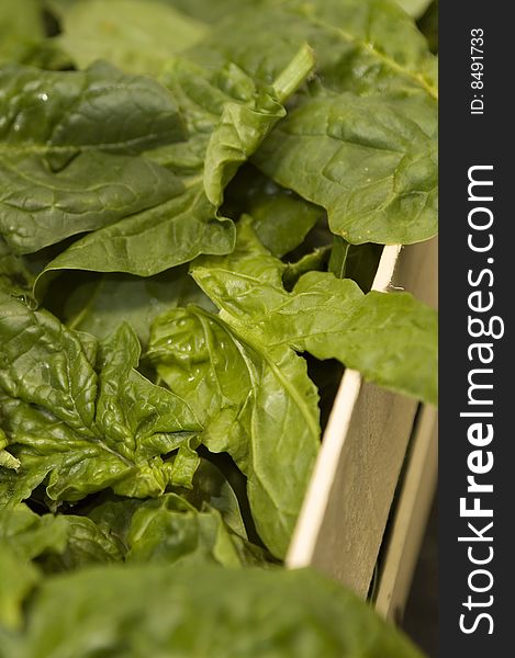 Lots of fresh green spinach, still in crate at farmer's market. Vertical composition. Lots of fresh green spinach, still in crate at farmer's market. Vertical composition.