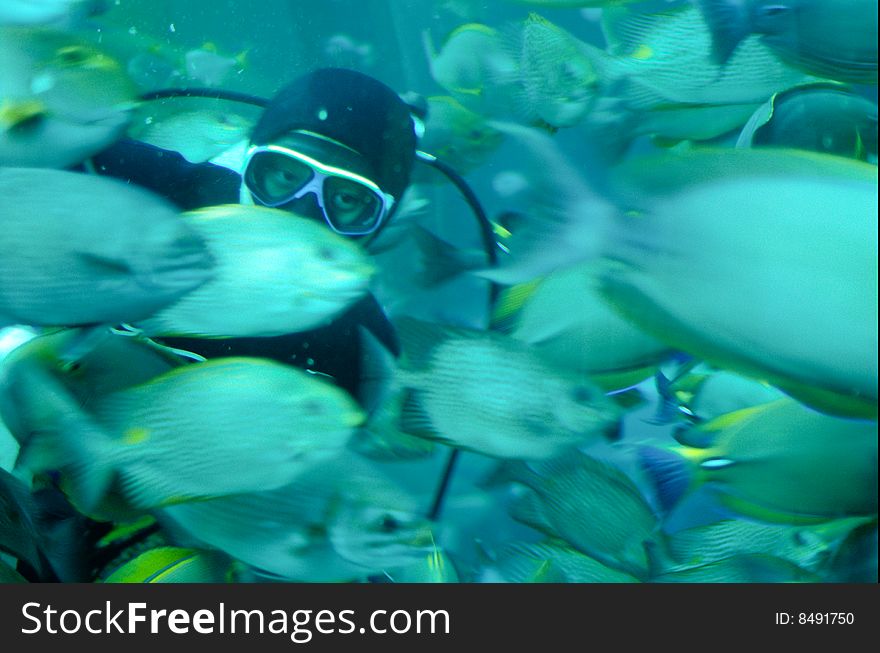 A diver feeding tropical fish in a caisson
