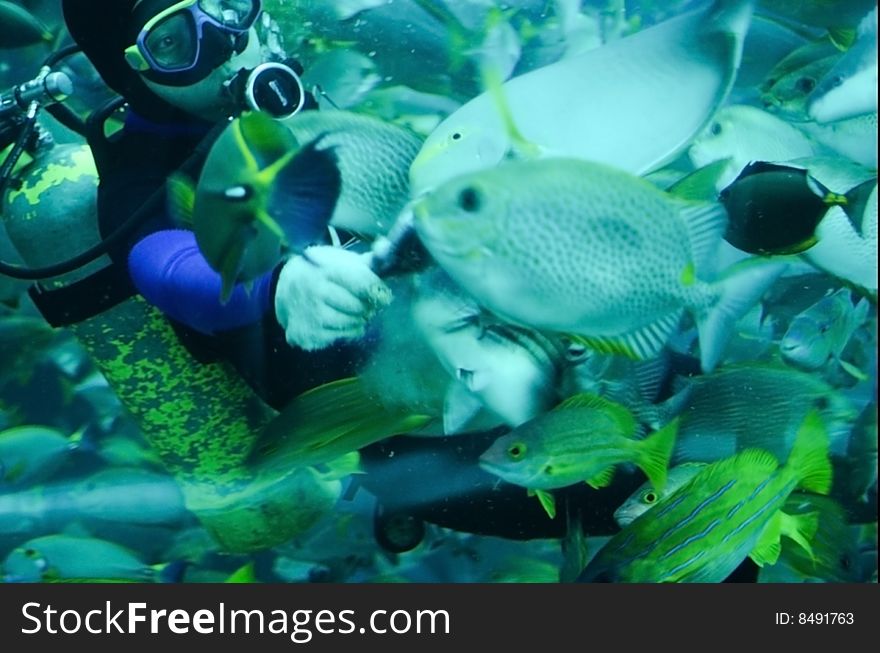 A diver feeding tropical fish in a caisson at National Museum of Marine Biology and Aquarium, Pingdung, Taiwan.