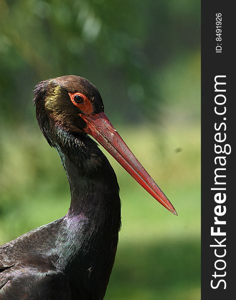 Close up head off black stork. Close up head off black stork