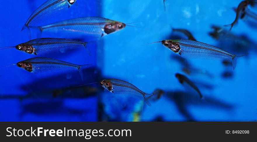 A group of transparent fishes. A group of transparent fishes
