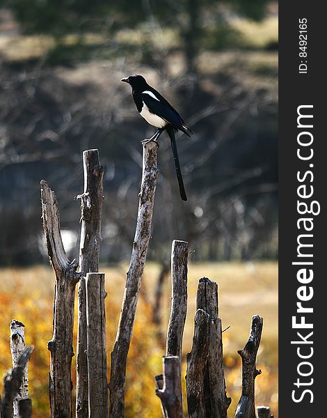 A bird standing on the fence, enjoying the sunshine