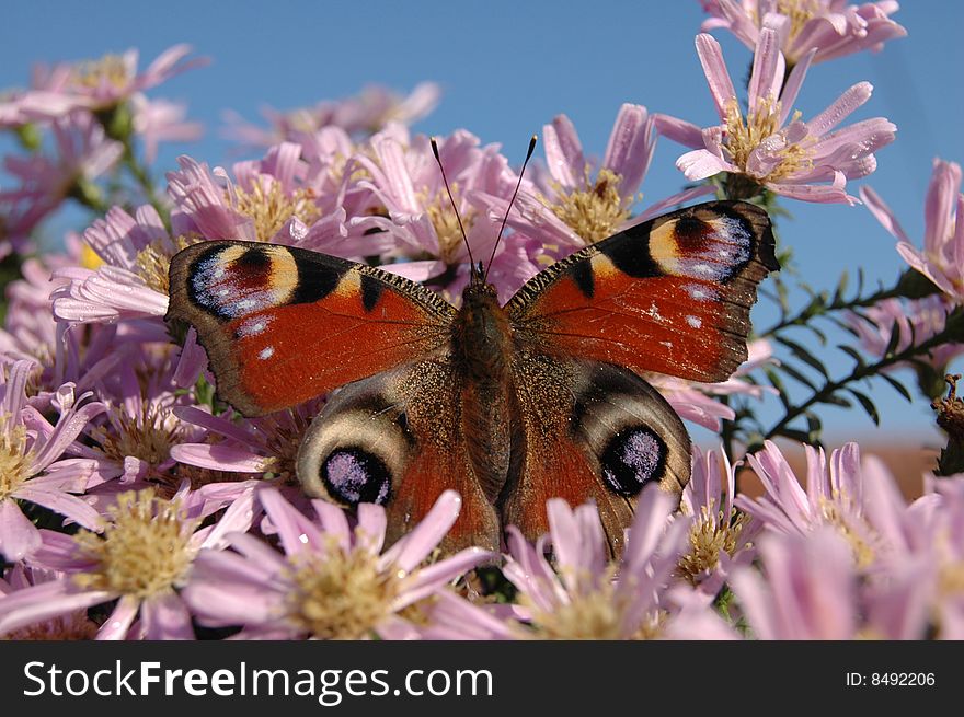 Red black butterfly with eye spot on wings. Red black butterfly with eye spot on wings