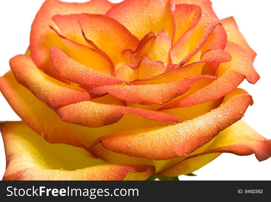 Bright beautiful rose with soft focus on white background