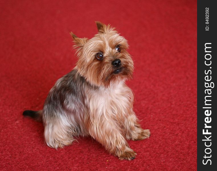 Picture of small shaggy dogs. Picture of small shaggy dogs