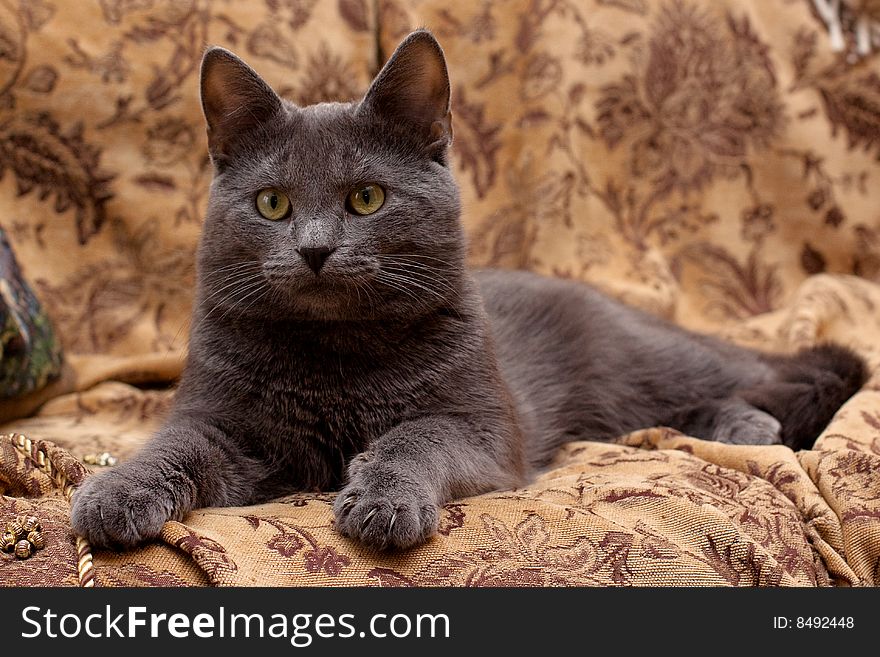 Grey cat lying on gobelin looks at you. Grey cat lying on gobelin looks at you