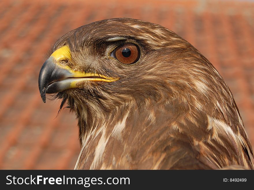 Close up eagle head with red background