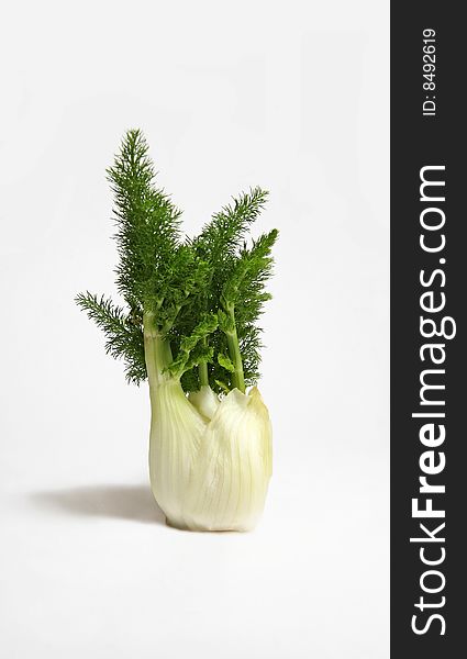 The bulb of fennel is isolated on a white background