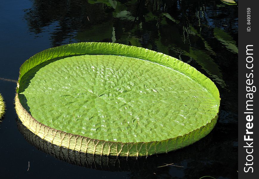 Water-platter in a pond