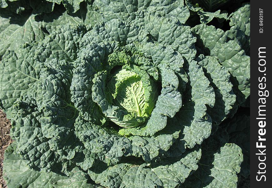 Savoy cabbage head in a field