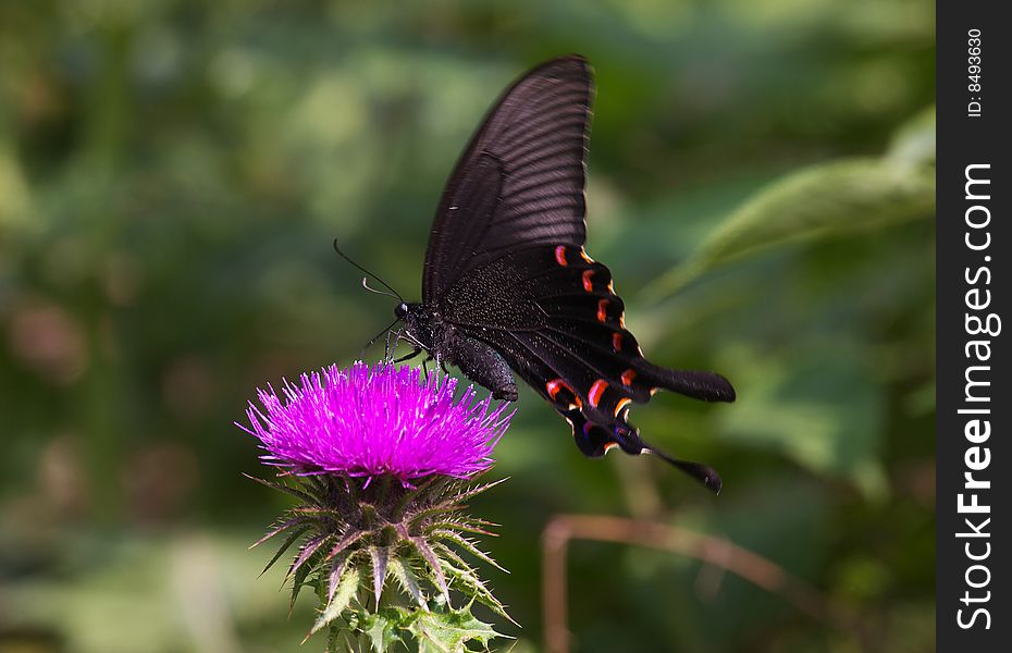 Papilio bianor Cramer