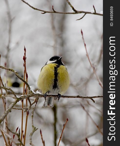 Little bird - titmouse on a branch