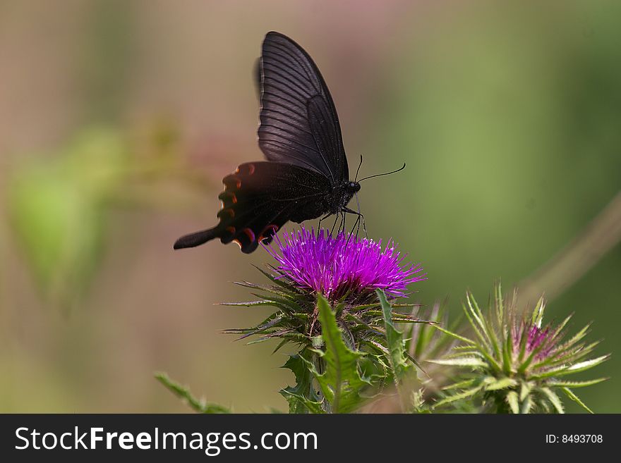 Papilio bianor Cramer