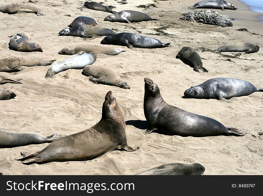 Elephant seals at California shore. Elephant seals at California shore