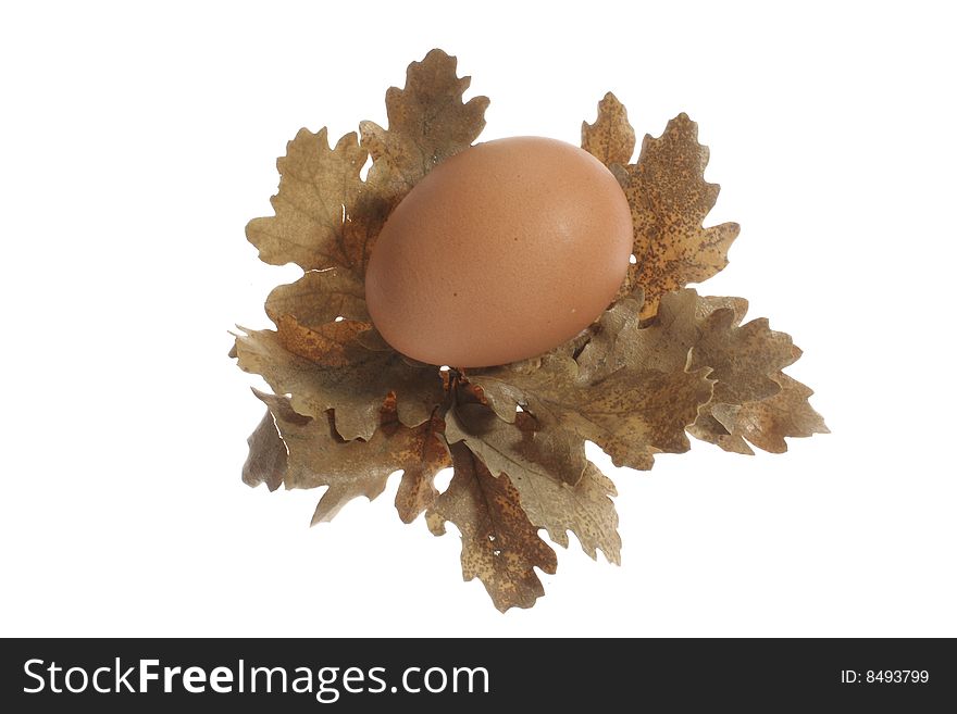 An egg on oak leaves against white background