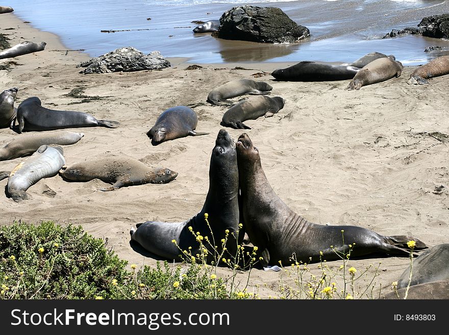 Elephant seals at California shore. Elephant seals at California shore