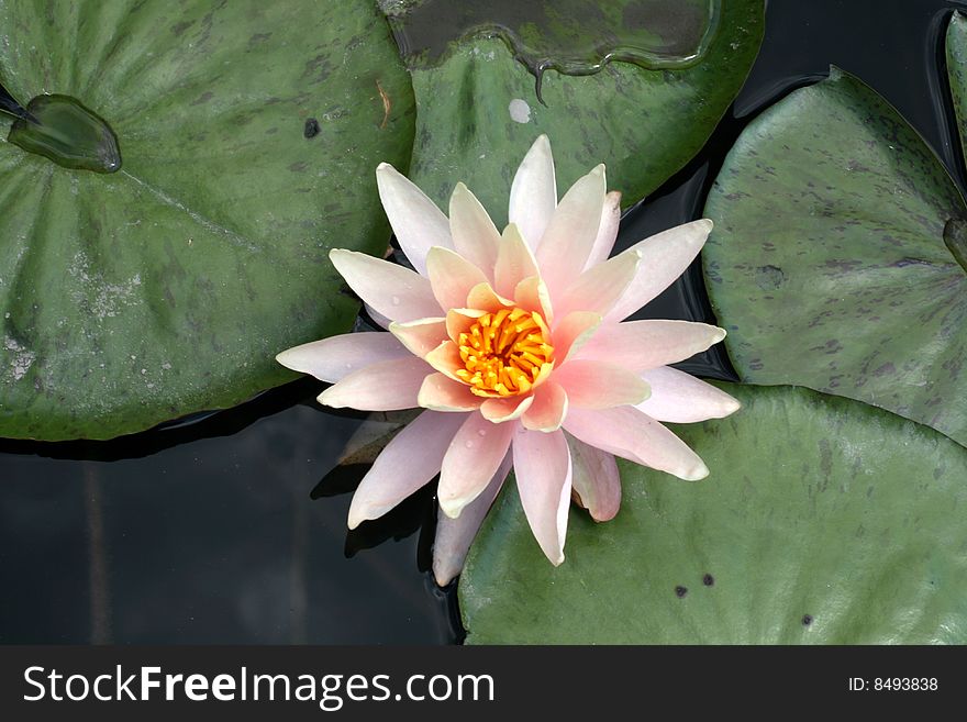 Water lily in a pond