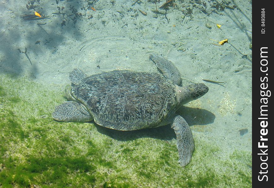 Sea turtle in a water
