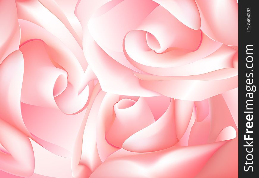 Pink  beautiful rose for design. Pink  beautiful rose for design