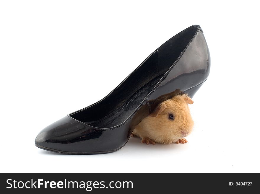Guinea pig sitting under a slipper isolated on white with shadow