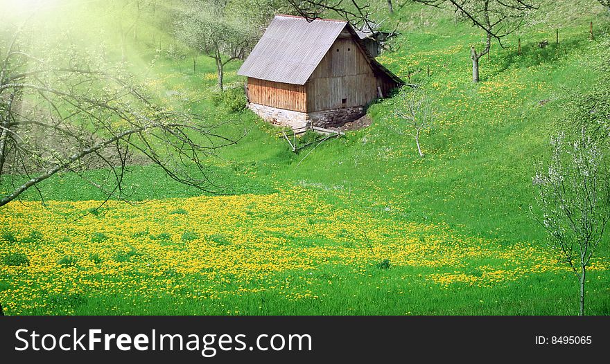 Meadow with dandelions and house
