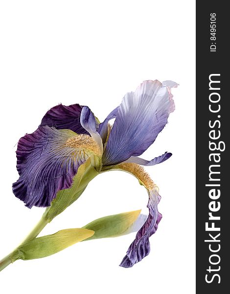 Artificial iris flower isolated on white