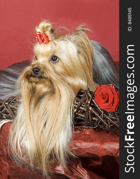 Yorkshire terrier on red background. Picture was taken in studio.