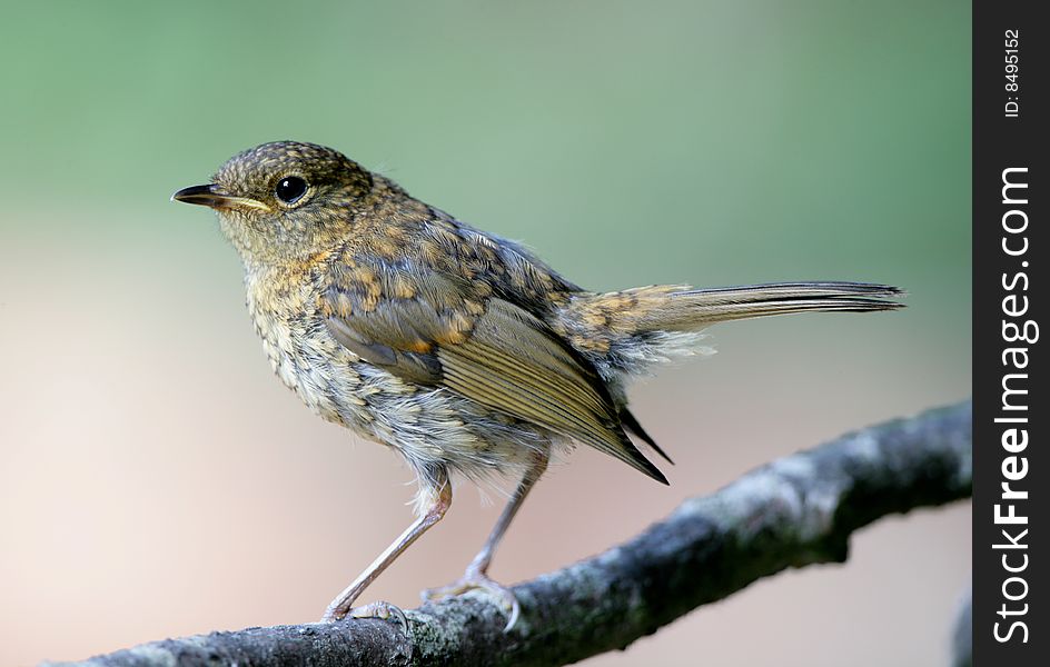 Portrait of a young Robin