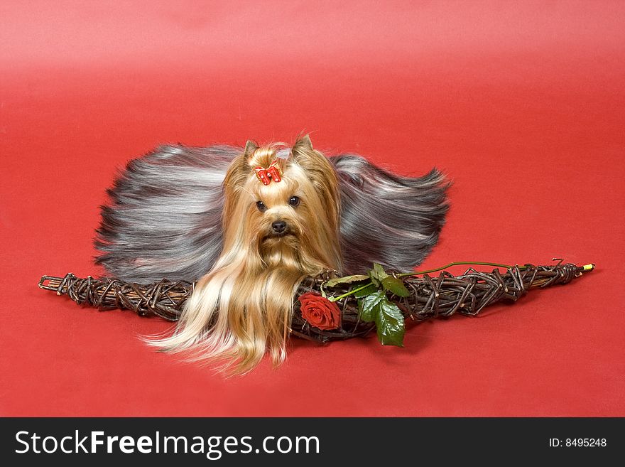 Yorkshire terrier on red background. Picture was taken in studio.