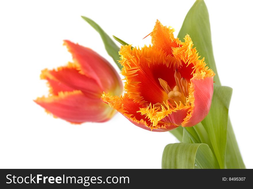 Two tulips isolated on white