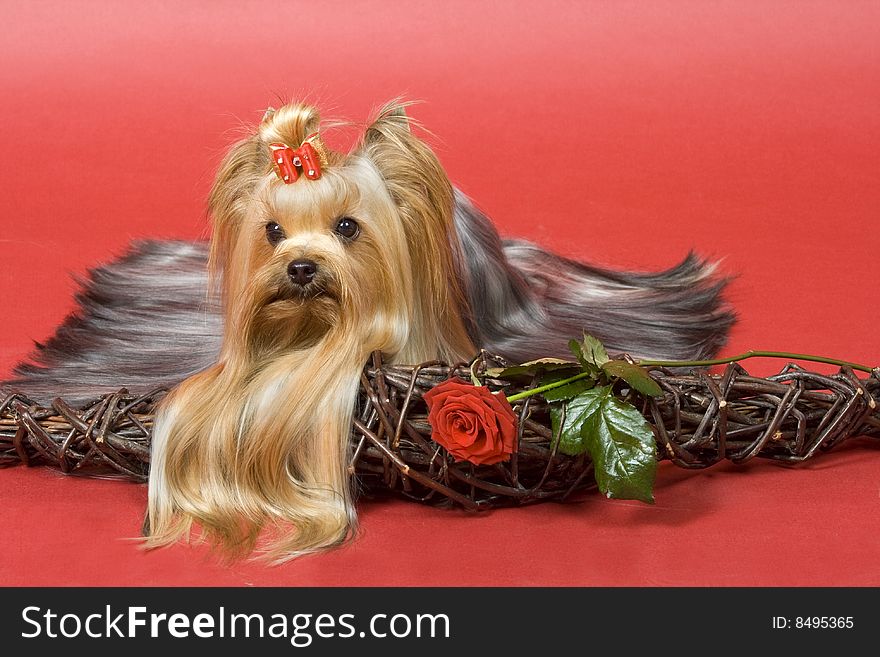 Yorkshire terrier on red background. Picture was taken in studio.