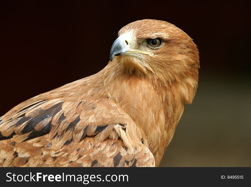 Portrait of a male Tawny Eagle