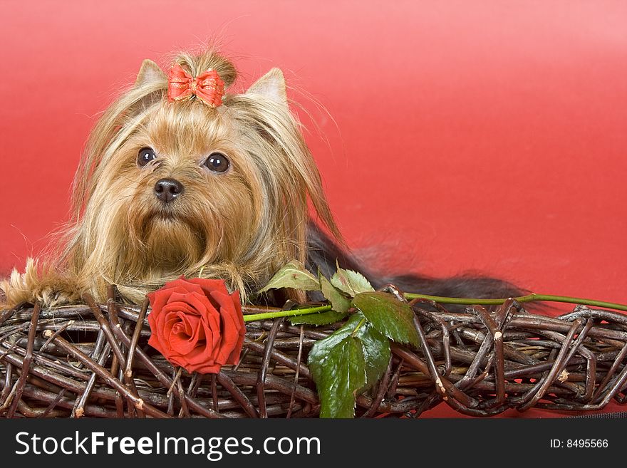 Yorkshire terrier on red background. Picture was taken in studio.