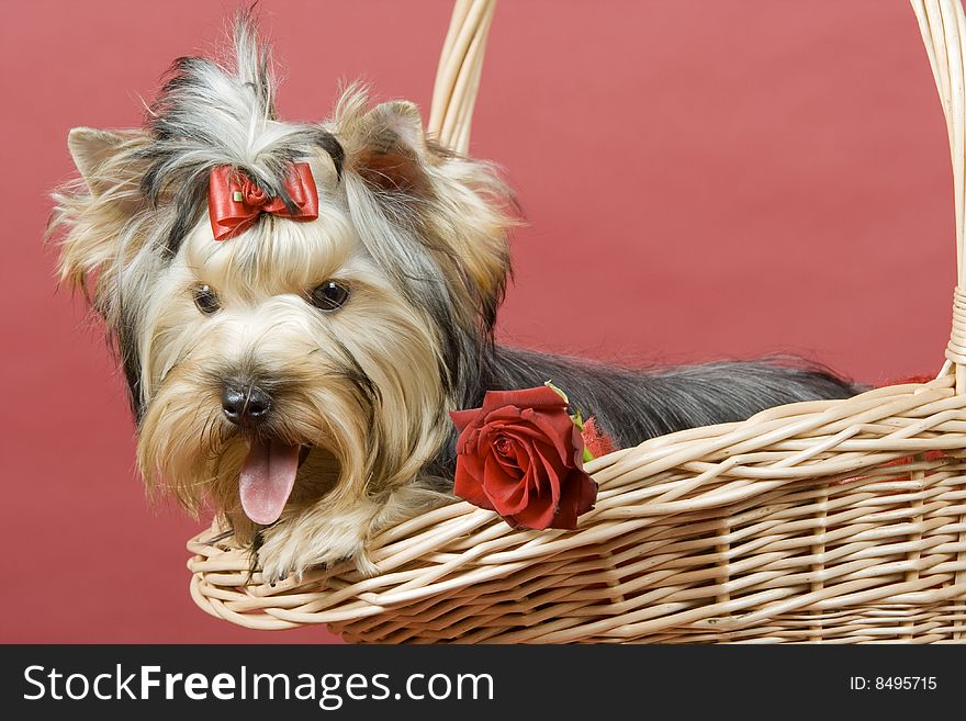 Yorkshire Terrier On Red Background