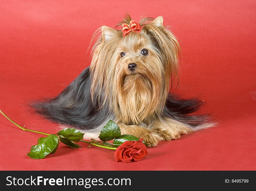 Yorkshire terrier on red background. Picture was taken in studio.