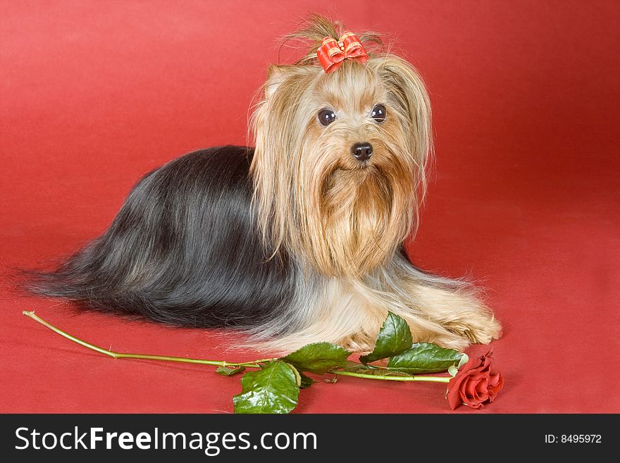 Yorkshire Terrier On Red Background