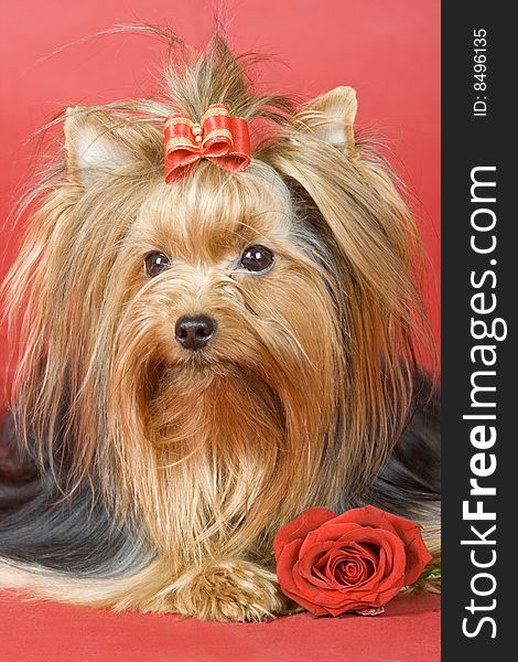 Yorkshire terrier on red background. Picture was taken in studio.