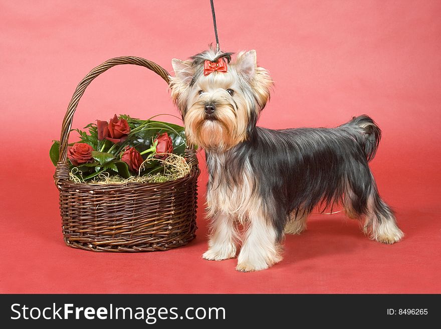 Yorkshire terrier on red background. Picture was taken in studio.