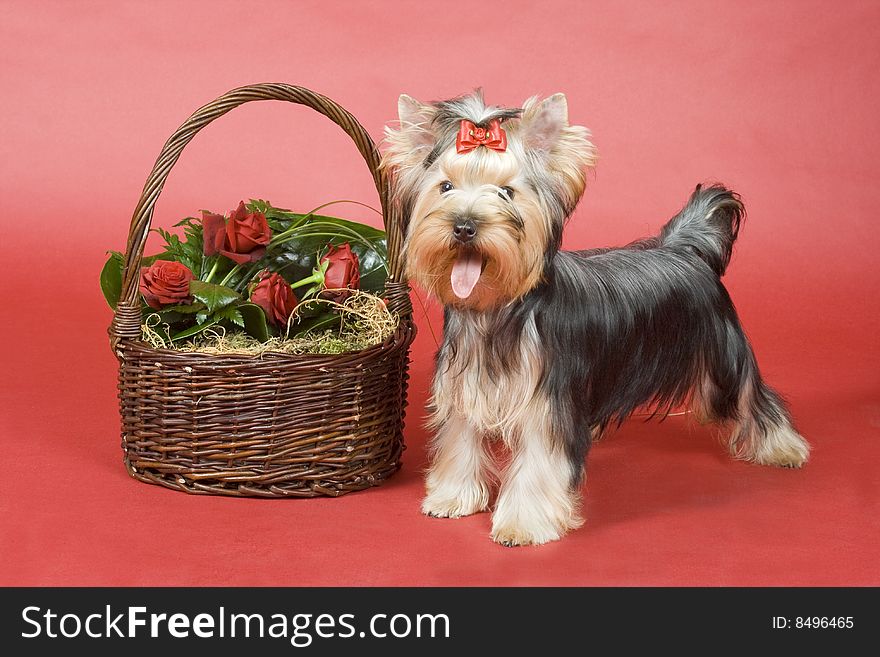 Yorkshire terrier on red background. Picture was taken in studio.