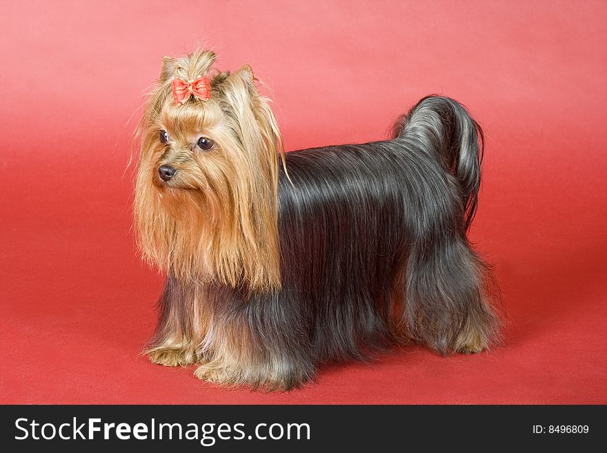 Yorkshire terrier on red background. Picture was taken in studio.