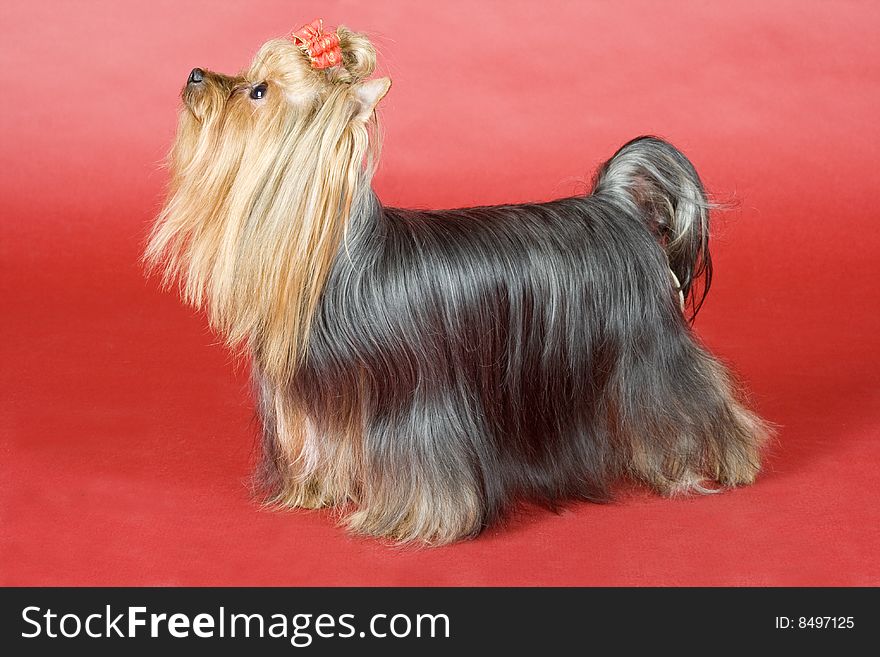 Yorkshire terrier on red background. Picture was taken in studio.