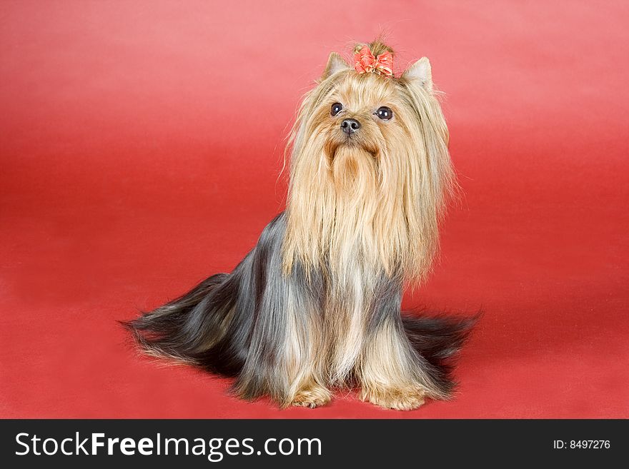 Yorkshire terrier on red background. Picture was taken in studio.