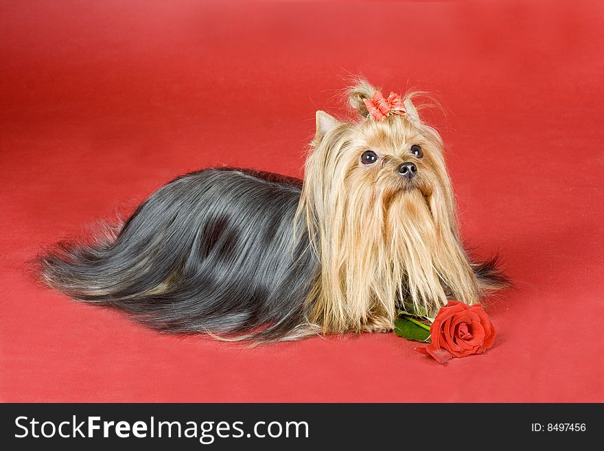 Yorkshire terrier on red background. Picture was taken in studio.