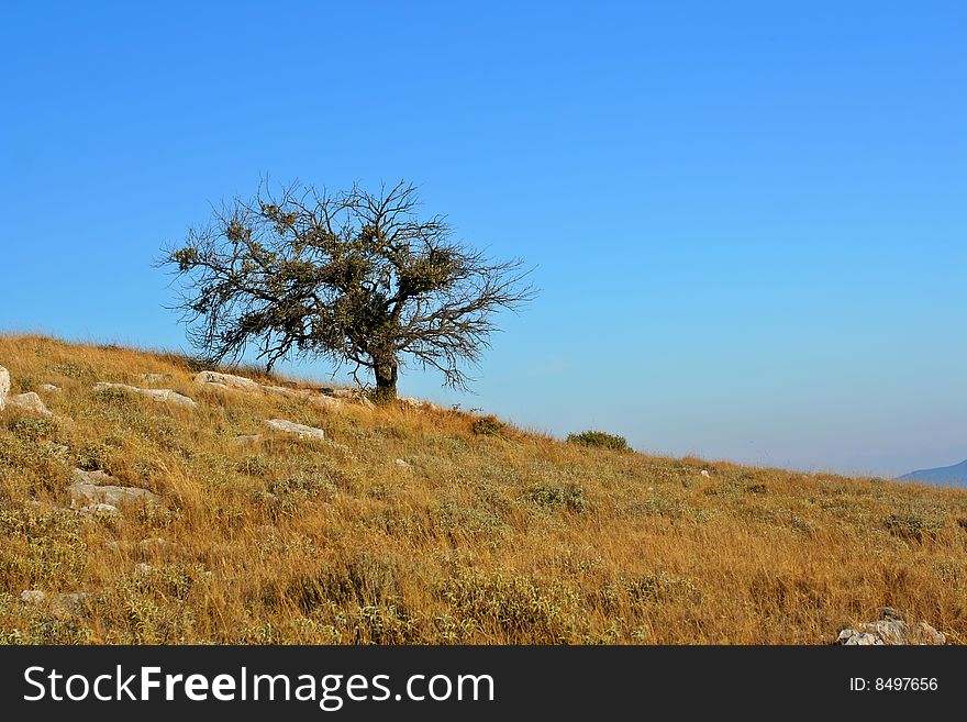 Single tree on island hill, Croatia