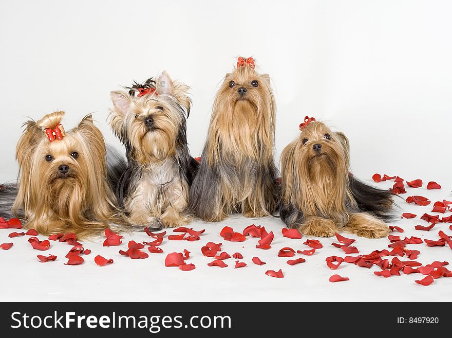 Yorkshire terriers on white background. Picture was taken in studio.