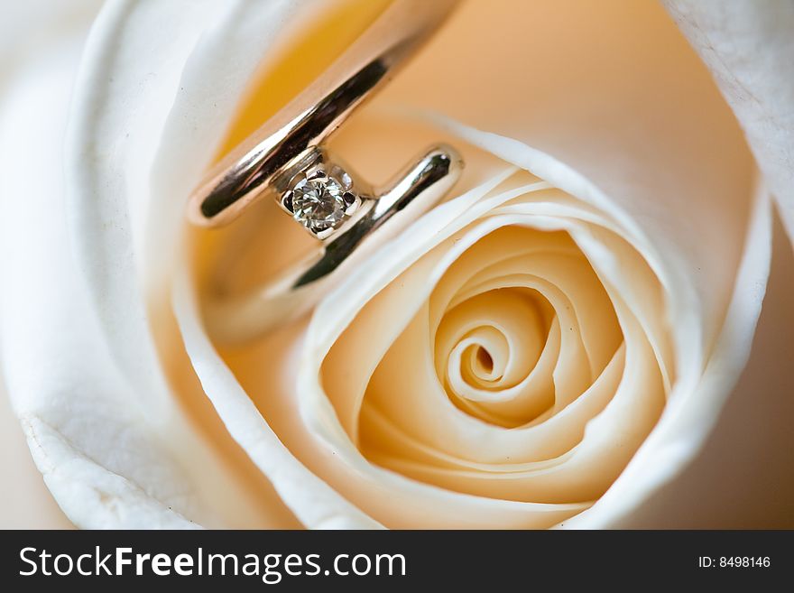 Wedding ring of white gold inside white rose. Wedding ring of white gold inside white rose