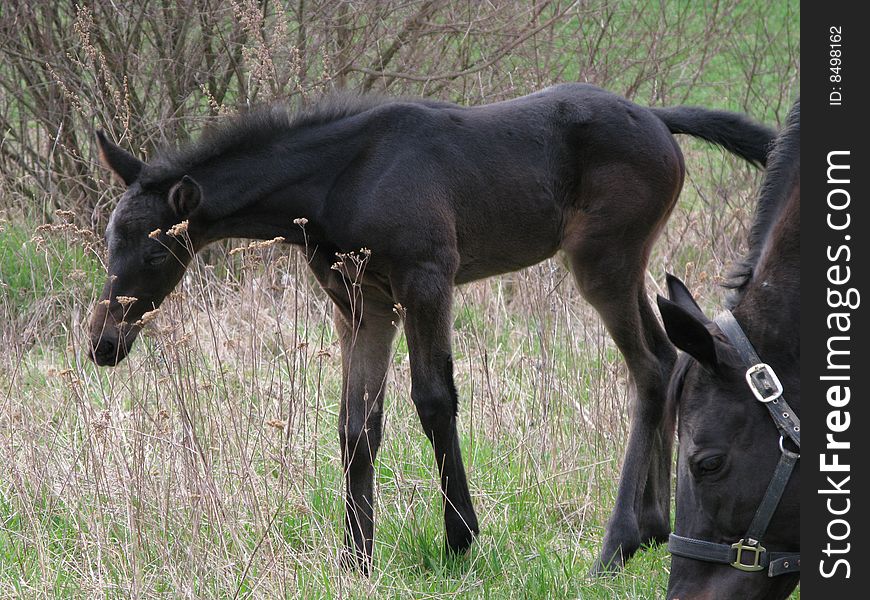 Arabian horse (foal) on grass