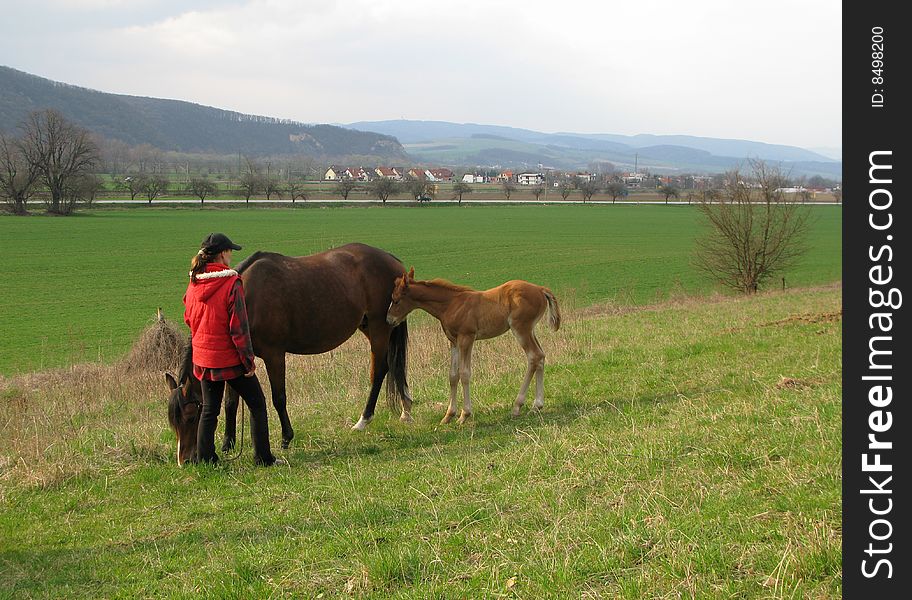 Horse with a foal and trainer